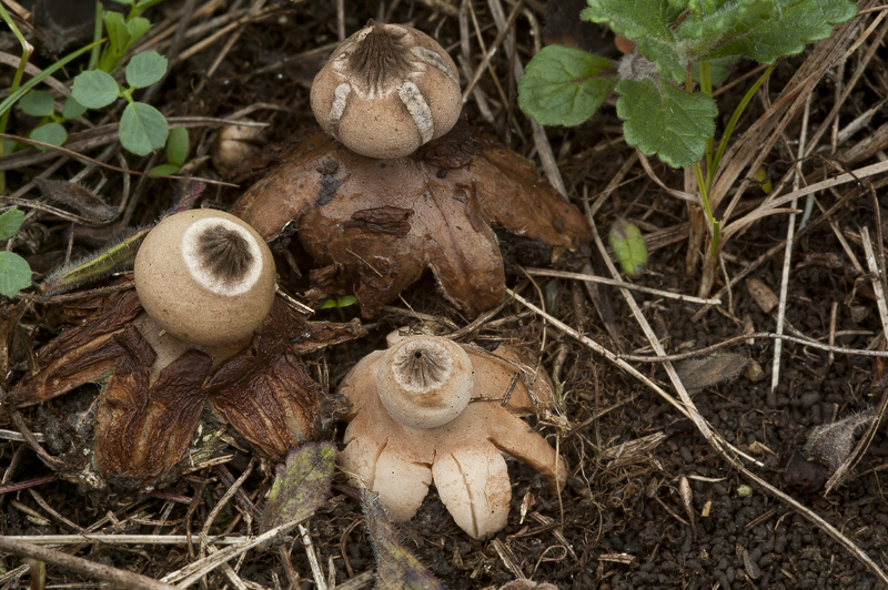 Geastrum schmidelii